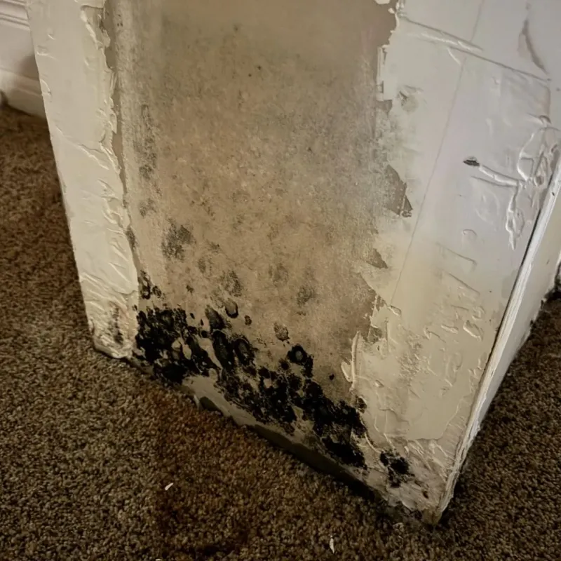 Professional Mold Removal in Auburn, AL